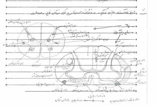 خلاصه ونکات مهم نوروآناتومی: آناتومی اعصاب: اسنل