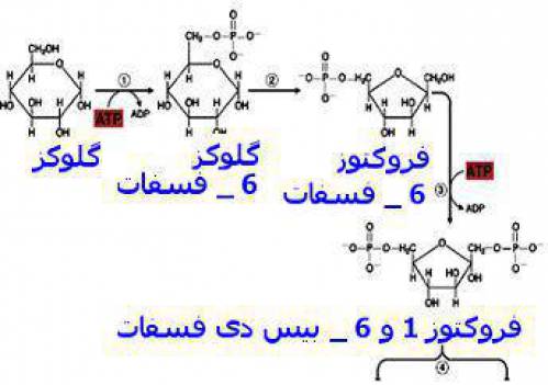 قند ها و متابولیسم